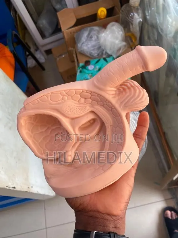 Male Reproductive System · Photo 1