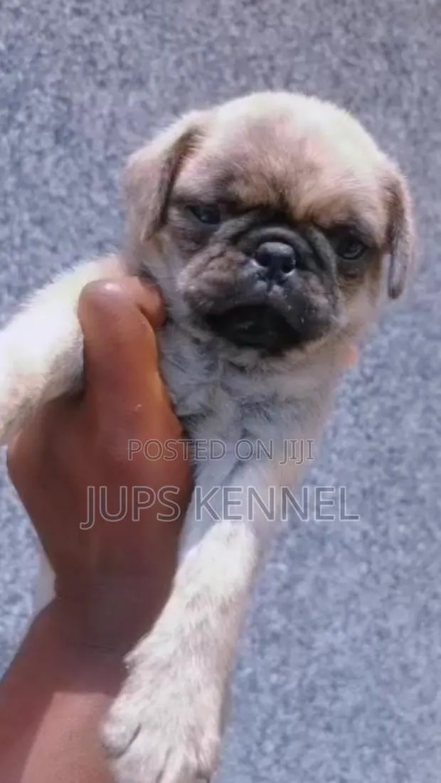 1-3 months Male Purebred Pug · Photo 1