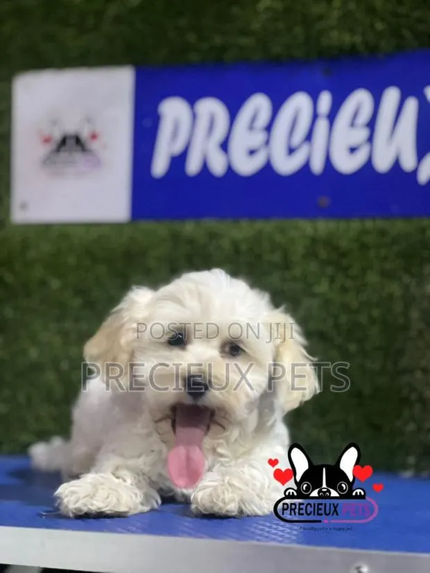 1-3 months Male Purebred Poodle · Photo 1
