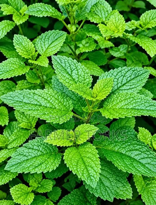 Mints Leaves · Photo 1