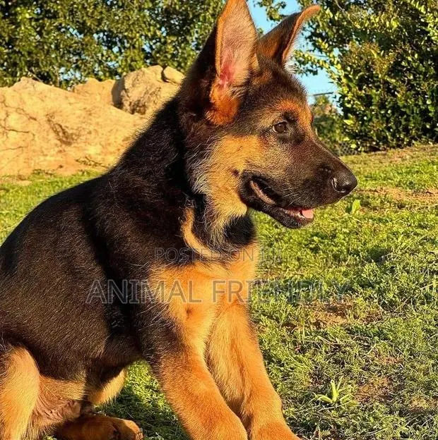 3-6 months Male Purebred German Shepherd · Photo 1