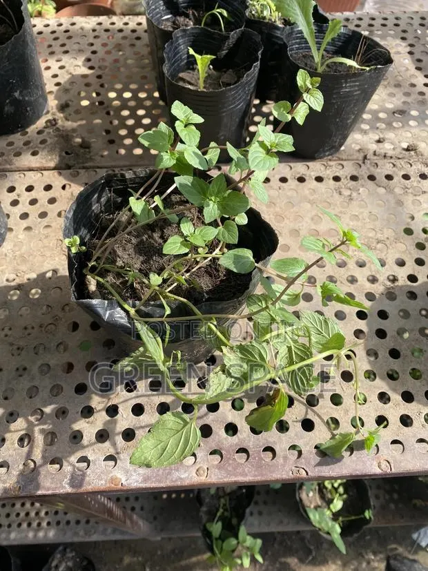 Water Mint Seedling · Photo 1
