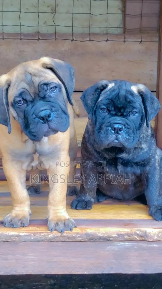 1-3 months Male Purebred Bullmastiff · Photo 1