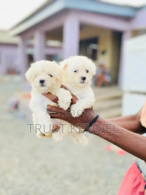 1-3 months Female Purebred Maltese · Photo 1