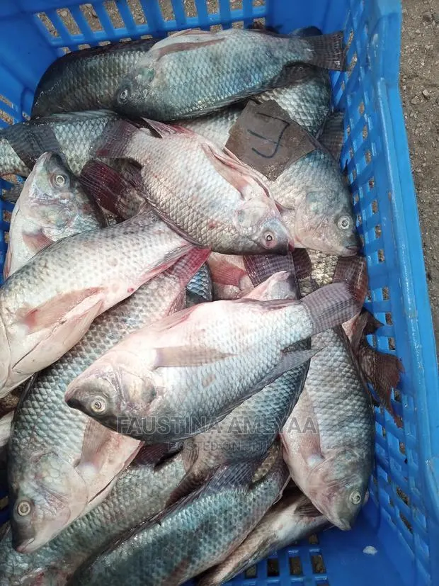 Fresh Local Tilapia. · Photo 1