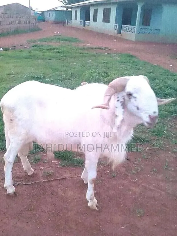 Healthy Ram for Sale -Big & Well Fed Free Delivery to My Customers · Photo 1