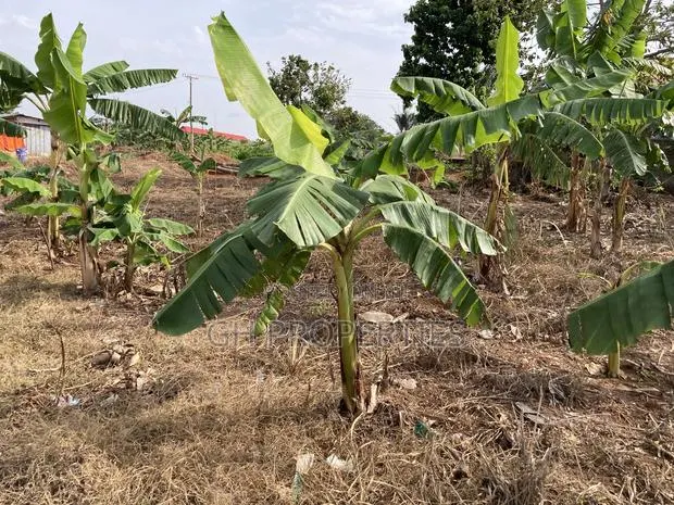 One Plot for Sale at Kwanwoma Konkoli. · Photo 1