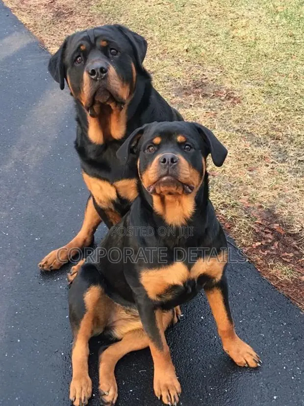 1+ year Male Purebred Rottweiler · Photo 1