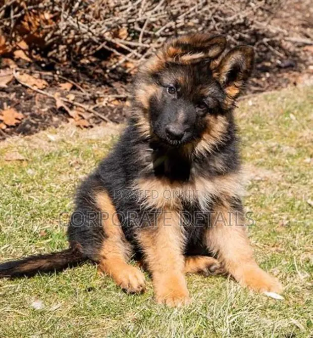 1-3 months Male Purebred German Shepherd · Photo 1