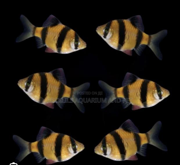 Tiger Barbs Trip · Photo 2