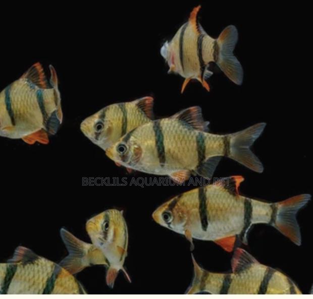 Tiger Barbs Trip · Photo 1