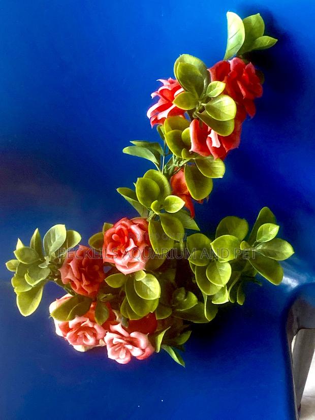 Aquarium Rose Plant · Photo 2