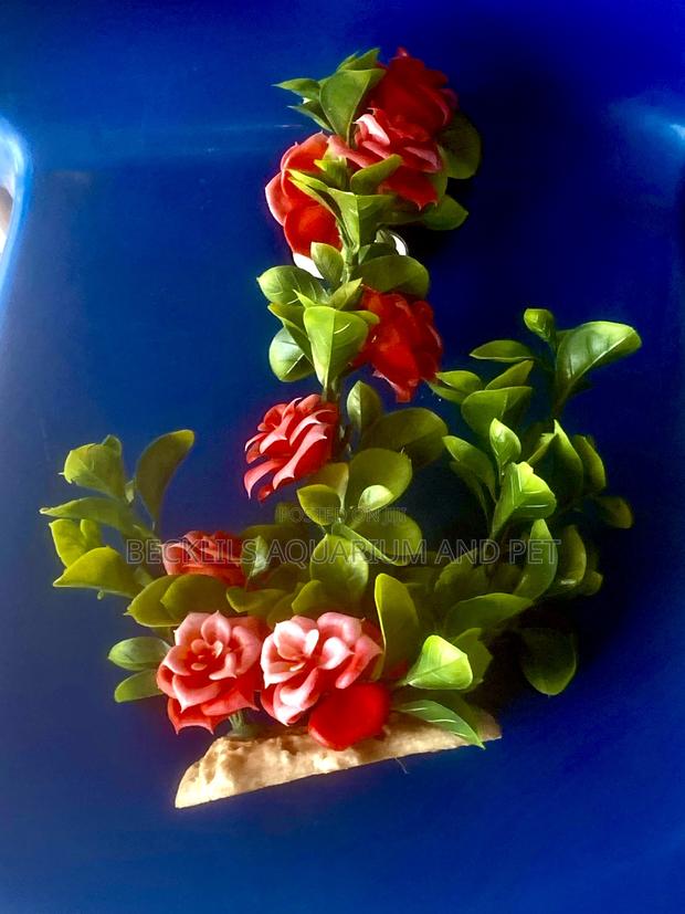 Aquarium Rose Plant · Photo 1