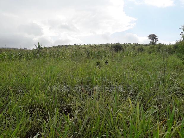 3 Plot for Sale at Akosobo · Photo 3