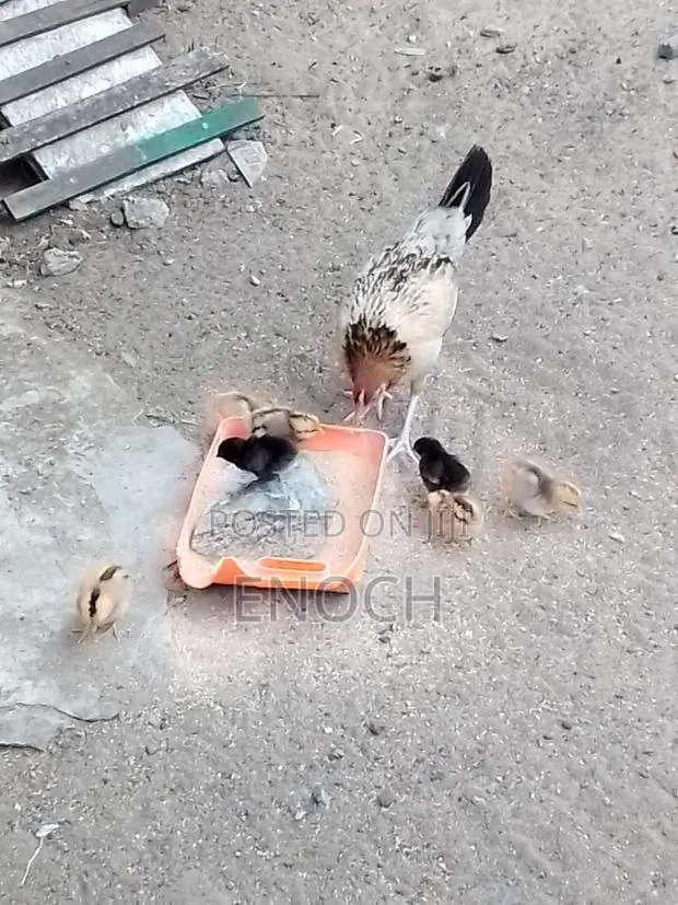 Female Local Chicken With 7 Chick's · Photo 1