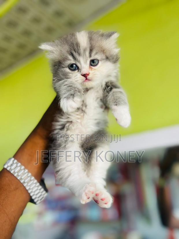 1-3 months Female Purebred Persian · Photo 1