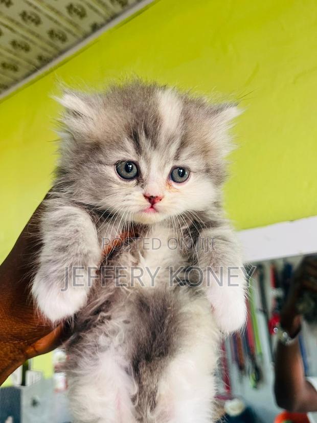 1-3 months Female Purebred Persian · Photo 5