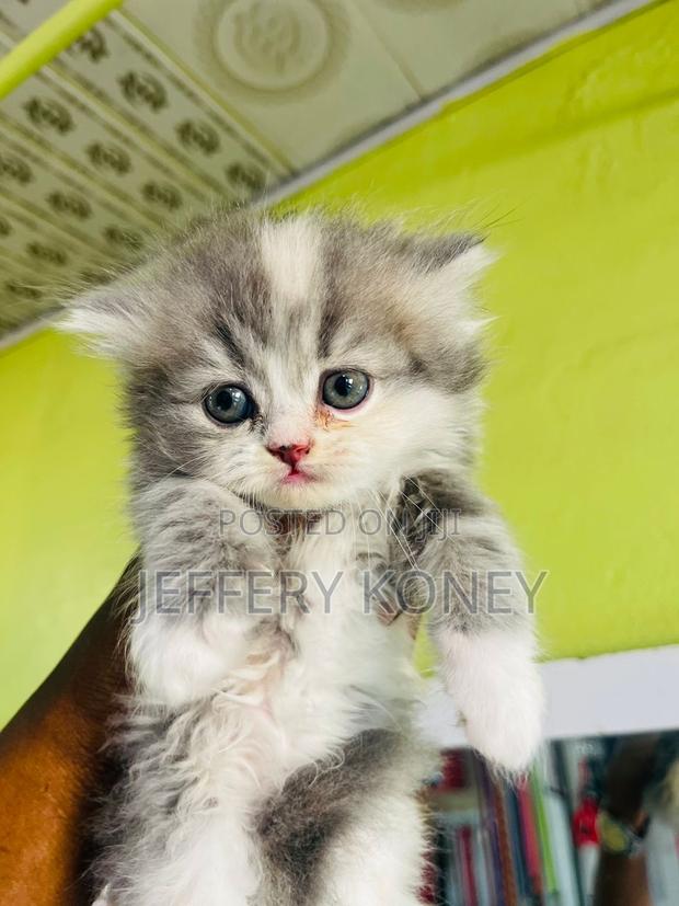 1-3 months Female Purebred Persian · Photo 2
