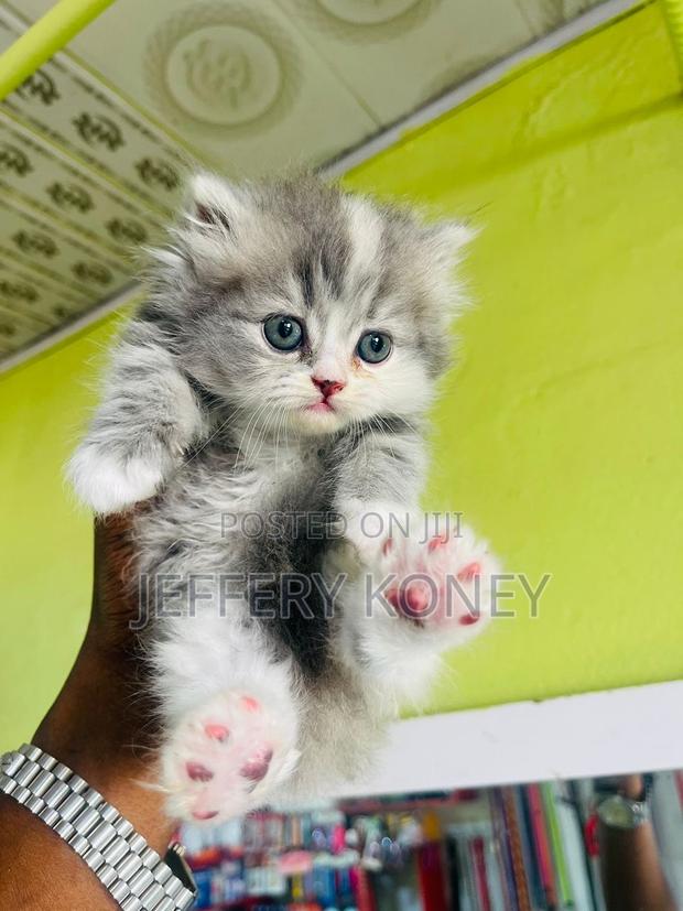 1-3 months Female Purebred Persian · Photo 3