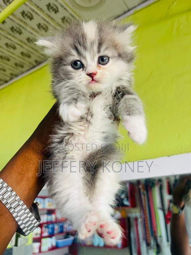 1-3 months Female Purebred Persian · Photo 4