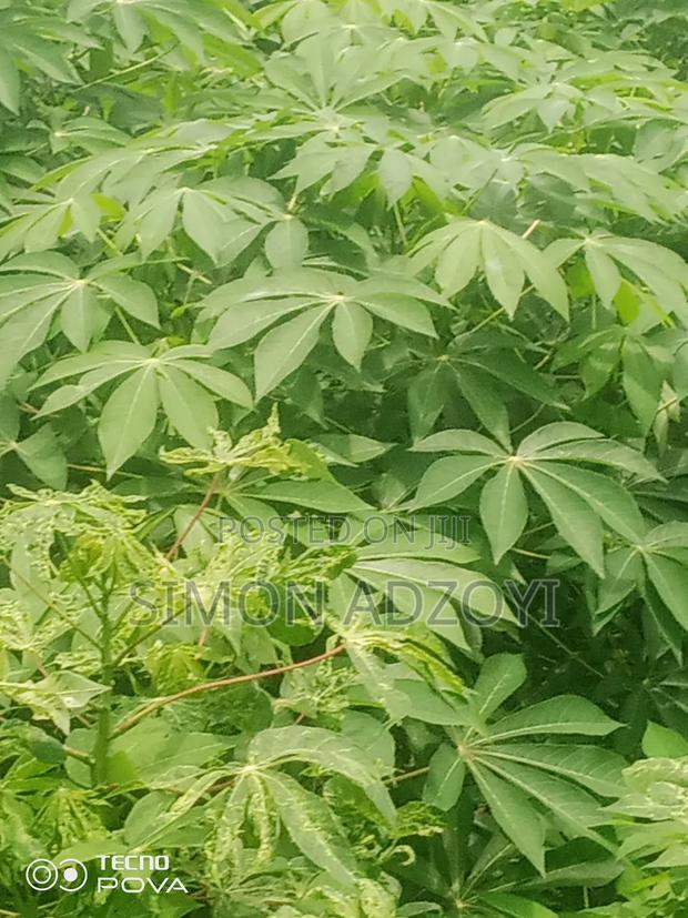 10 Acres of Land Close to Volta River for Sale · Photo 5