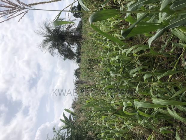 About Seven Archers Land Is on Sales · Photo 2