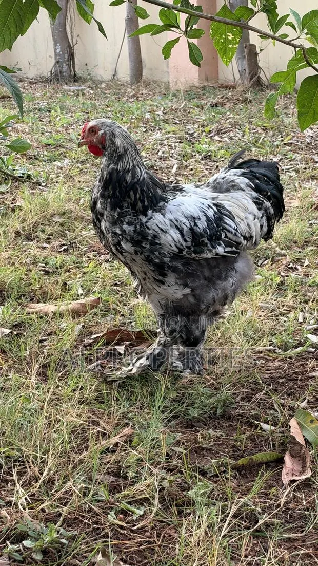 Brahma Chiken for Sale · Photo 1