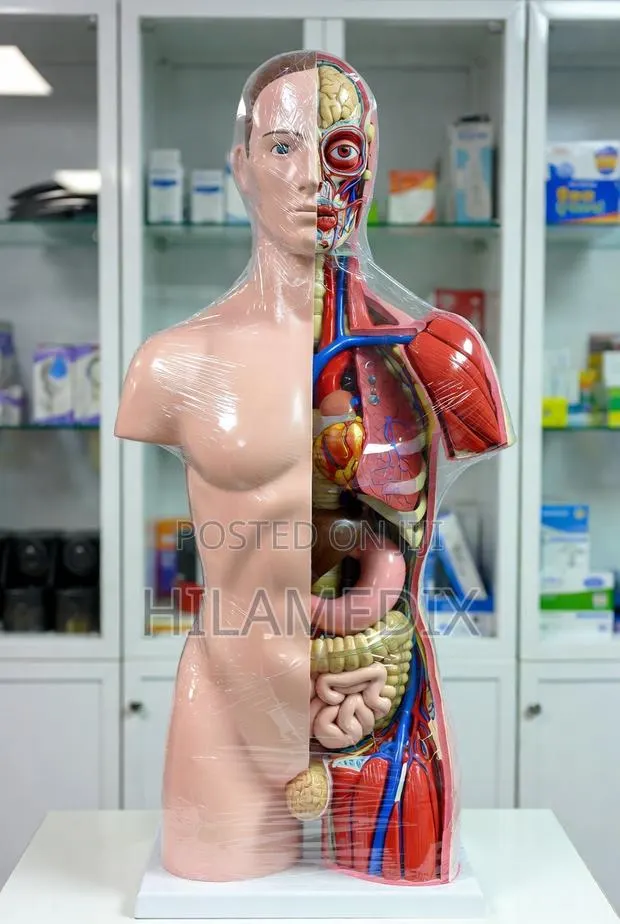 Dissectible Human Torso Anatomy Model · Photo 1