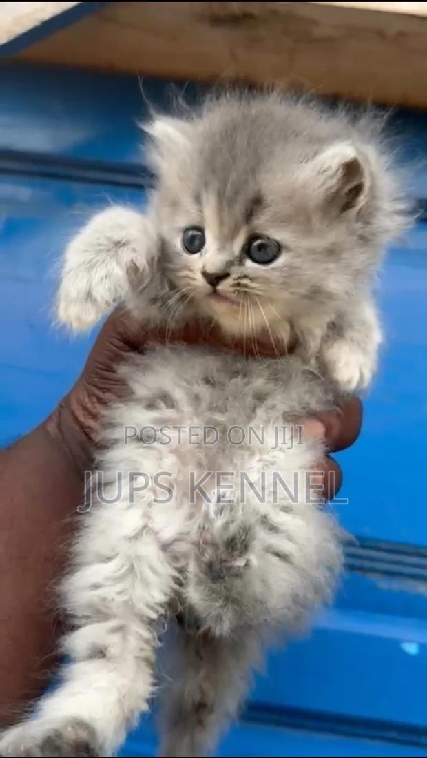1-3 months Female Purebred Persian · Photo 2