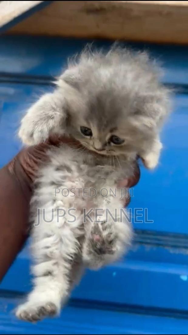 1-3 months Female Purebred Persian · Photo 3