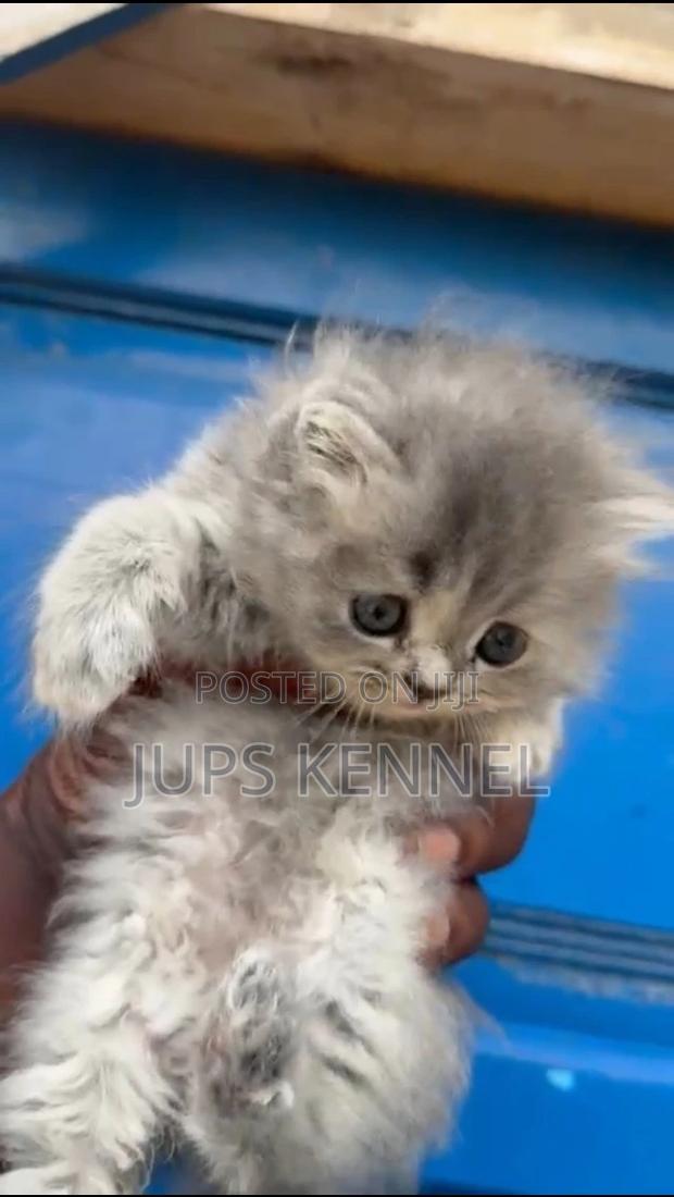 1-3 months Female Purebred Persian · Photo 4