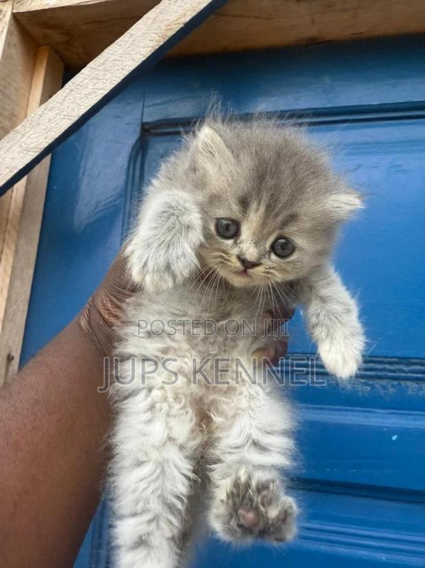 1-3 months Female Purebred Persian · Photo 5