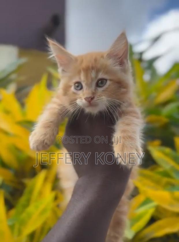 1-3 months Male Purebred Maine Coon · Photo 1