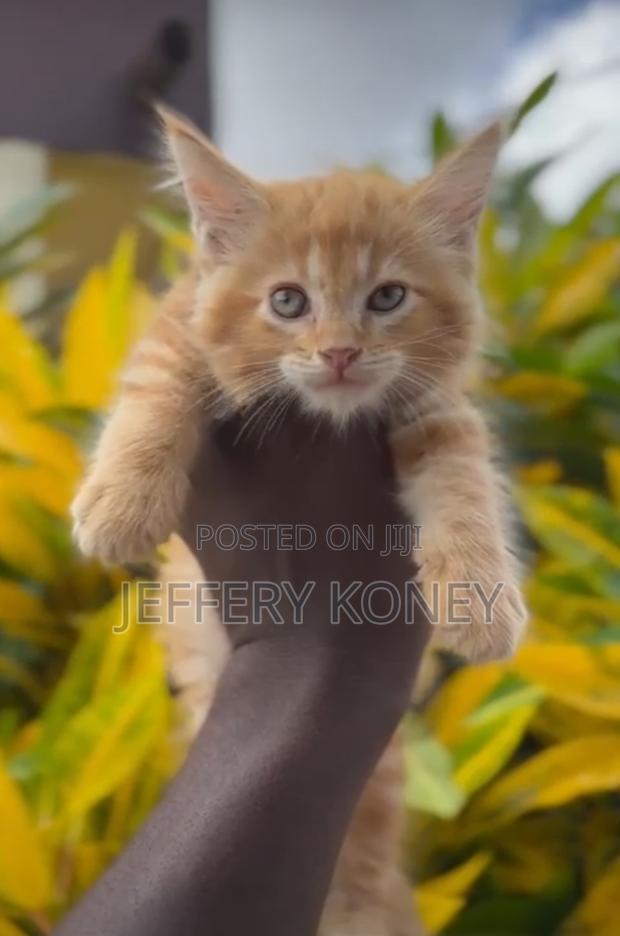 1-3 months Male Purebred Maine Coon · Photo 2