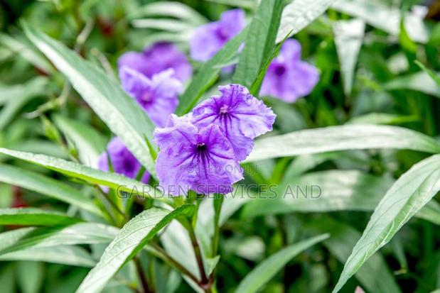 Mexican Petunias · Photo 1
