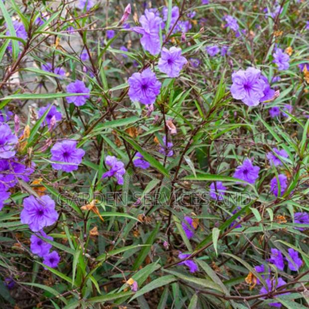 Mexican Petunias · Photo 2