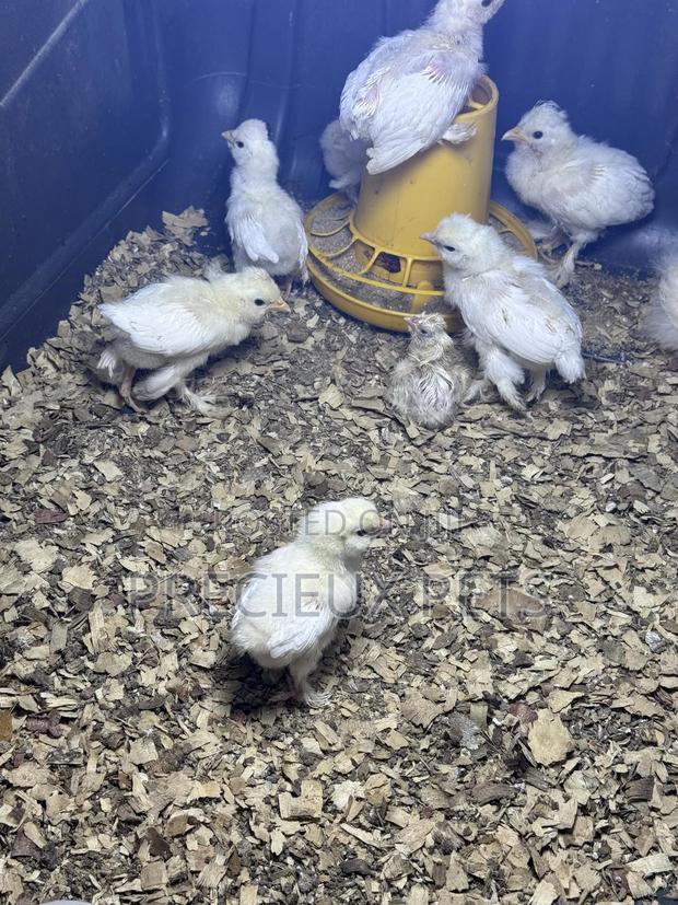 1-7 Days Old Sultan Chicks · Photo 2