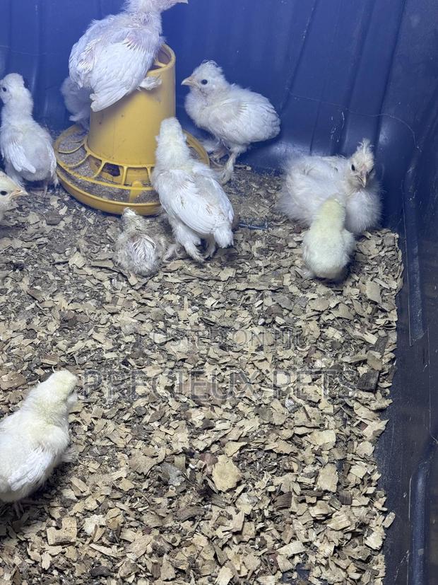1-7 Days Old Sultan Chicks · Photo 3