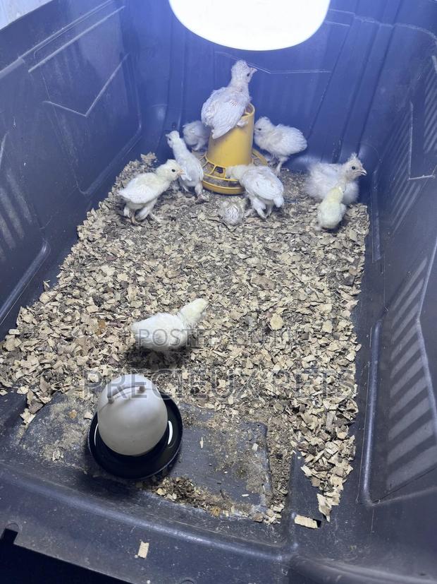 1-7 Days Old Sultan Chicks · Photo 1