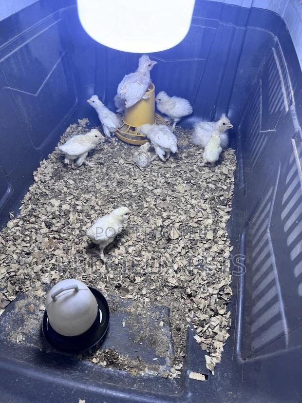 1-7 Days Old Sultan Chicks · Photo 4