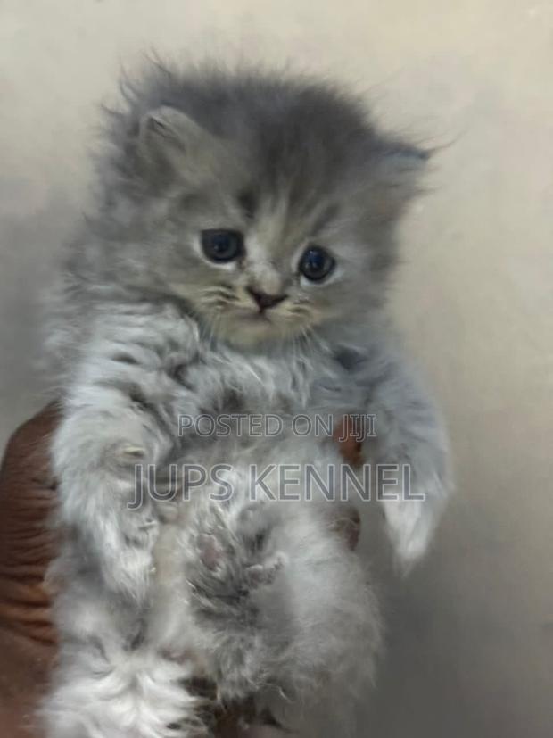 1-3 months Female Purebred Persian · Photo 1