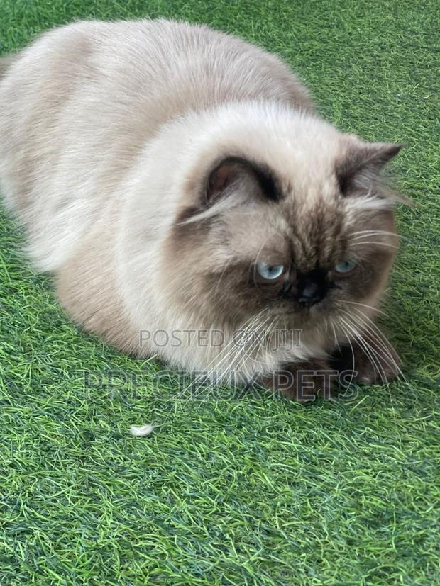 6-12 months Male Purebred Persian · Photo 1