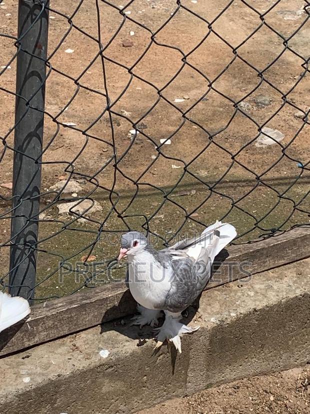 Silver Colored Lahore Pigeons · Photo 1