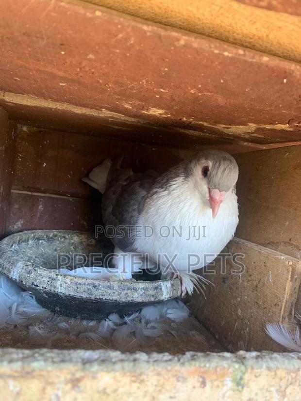 Silver Colored Lahore Pigeons · Photo 4