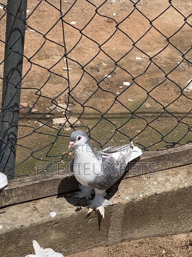 Silver Colored Lahore Pigeons · Photo 2