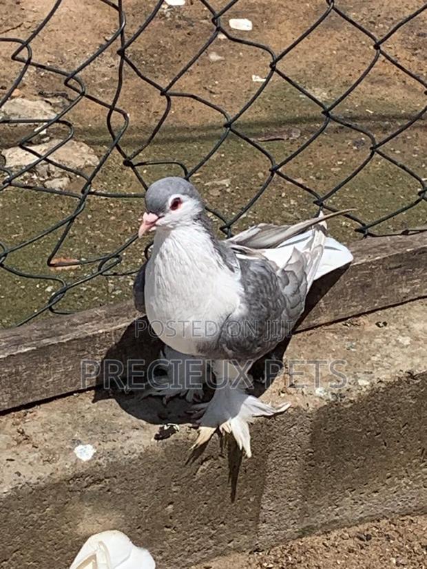 Silver Colored Lahore Pigeons · Photo 3