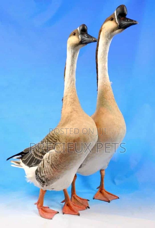 Purebred Chinese Geese (Paired) · Photo 1