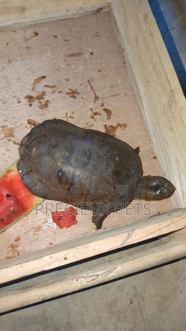 Baby Turtle · Photo 1