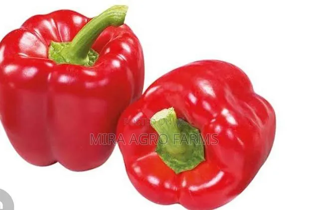 Vegetable Seeds and Seedlings · Photo 4