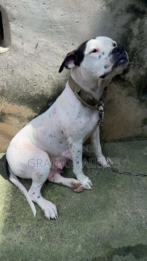 1+ year Female Purebred American Bully · Photo 1